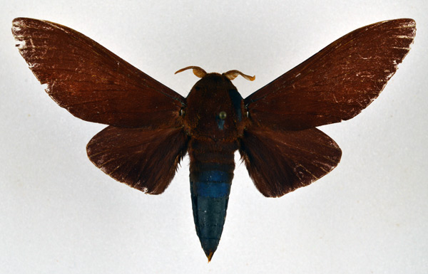 /filer/webapps/moths/media/images/N/nysa_Gonometa_AM_NHMO.jpg