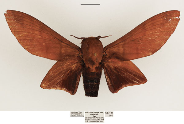 /filer/webapps/moths/media/images/N/nysa_Gonometa_AM_TMSA.jpg