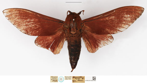 /filer/webapps/moths/media/images/N/nysa_Gonometa_HT_NHMUK.jpg