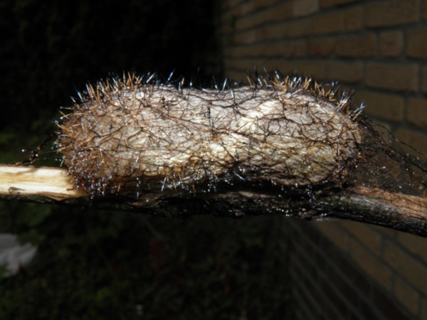 /filer/webapps/moths/media/images/N/nysa_Gonometa_P_Coppens_04.jpg