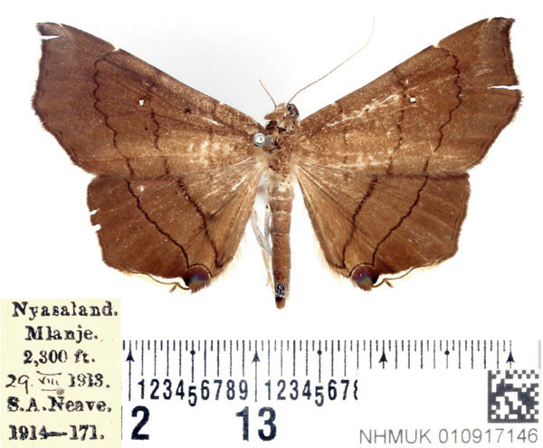 /filer/webapps/moths/media/images/N/nysa_Gracilodes_AF_BMNH.jpg