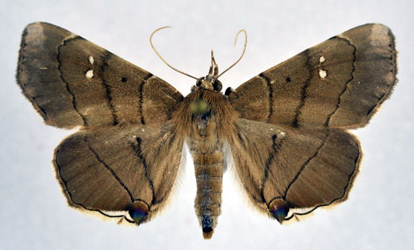 /filer/webapps/moths/media/images/N/nysa_Gracilodes_AF_NHMO.jpg