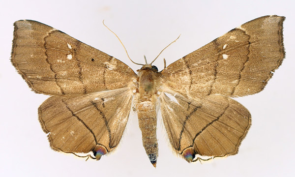 /filer/webapps/moths/media/images/N/nysa_Gracilodes_AF_TMSA_01.jpg