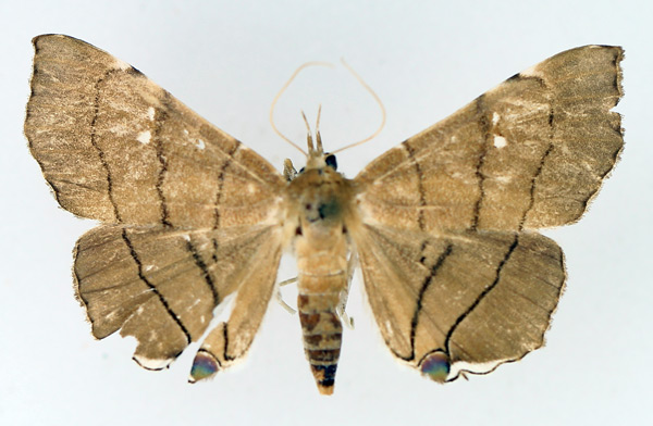 /filer/webapps/moths/media/images/N/nysa_Gracilodes_AF_TMSA_02.jpg
