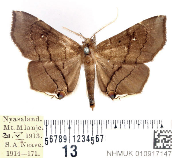/filer/webapps/moths/media/images/N/nysa_Gracilodes_AM_BMNH.jpg
