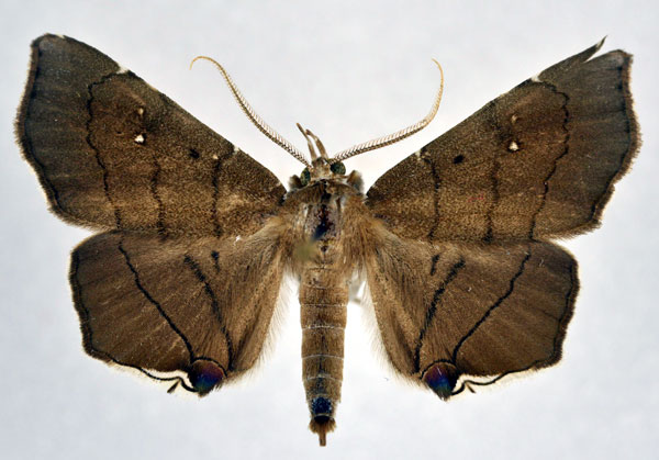 /filer/webapps/moths/media/images/N/nysa_Gracilodes_AM_NHMO.jpg