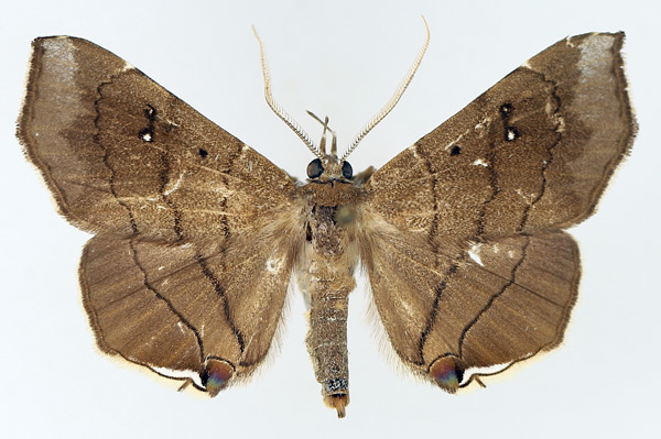 /filer/webapps/moths/media/images/N/nysa_Gracilodes_AM_TMSA_01.jpg