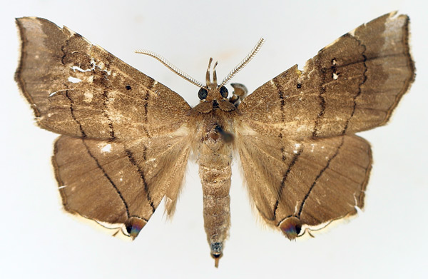 /filer/webapps/moths/media/images/N/nysa_Gracilodes_AM_TMSA_02.jpg