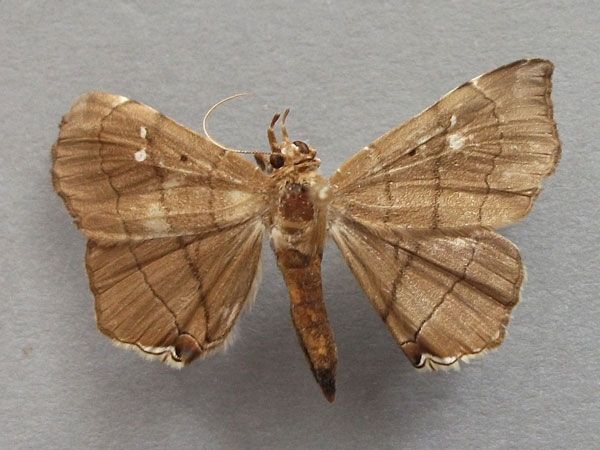 /filer/webapps/moths/media/images/N/nysa_Gracilodes_A_Baron_01.jpg