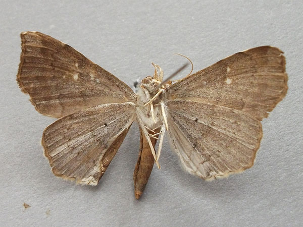 /filer/webapps/moths/media/images/N/nysa_Gracilodes_A_Baron_02.jpg