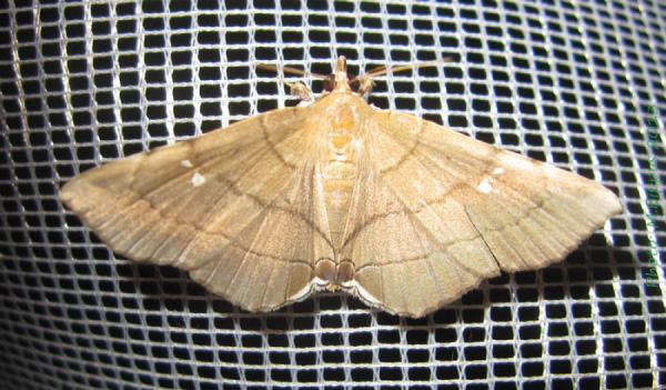 /filer/webapps/moths/media/images/N/nysa_Gracilodes_A_Bippus.jpg