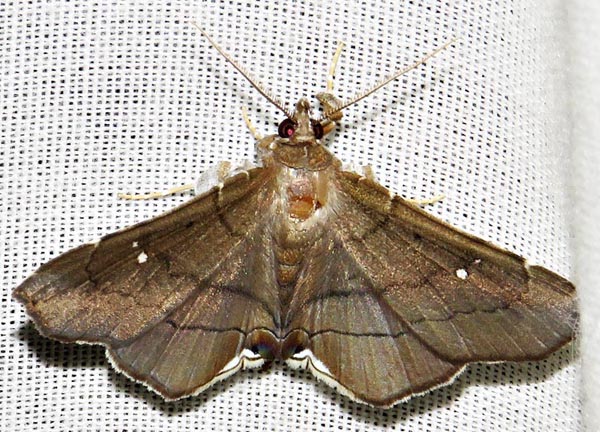 /filer/webapps/moths/media/images/N/nysa_Gracilodes_A_Braun_15.jpg