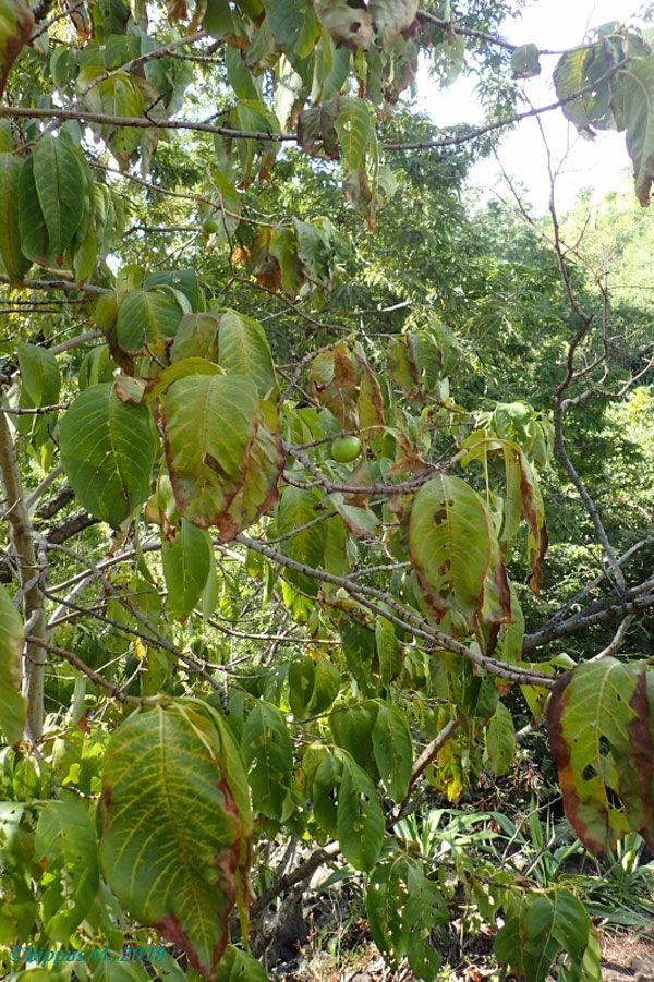 /filer/webapps/moths/media/images/N/nysa_Gracilodes_FP_Bippus.jpg