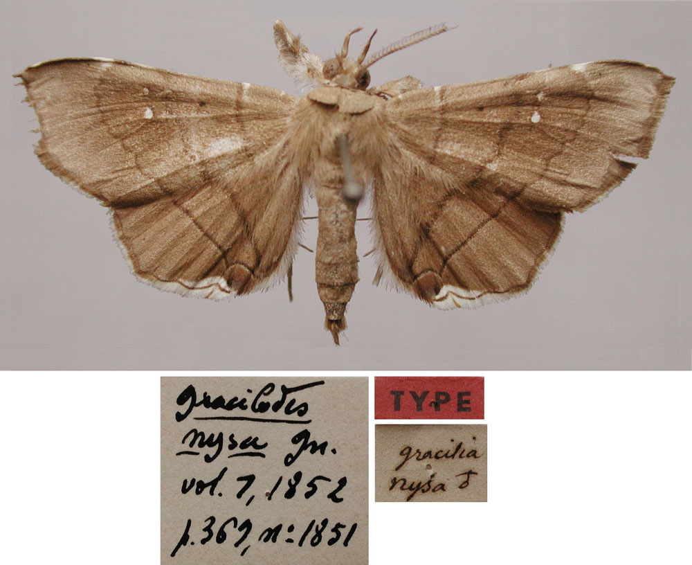 /filer/webapps/moths/media/images/N/nysa_Gracilodes_LT_MNHN.jpg