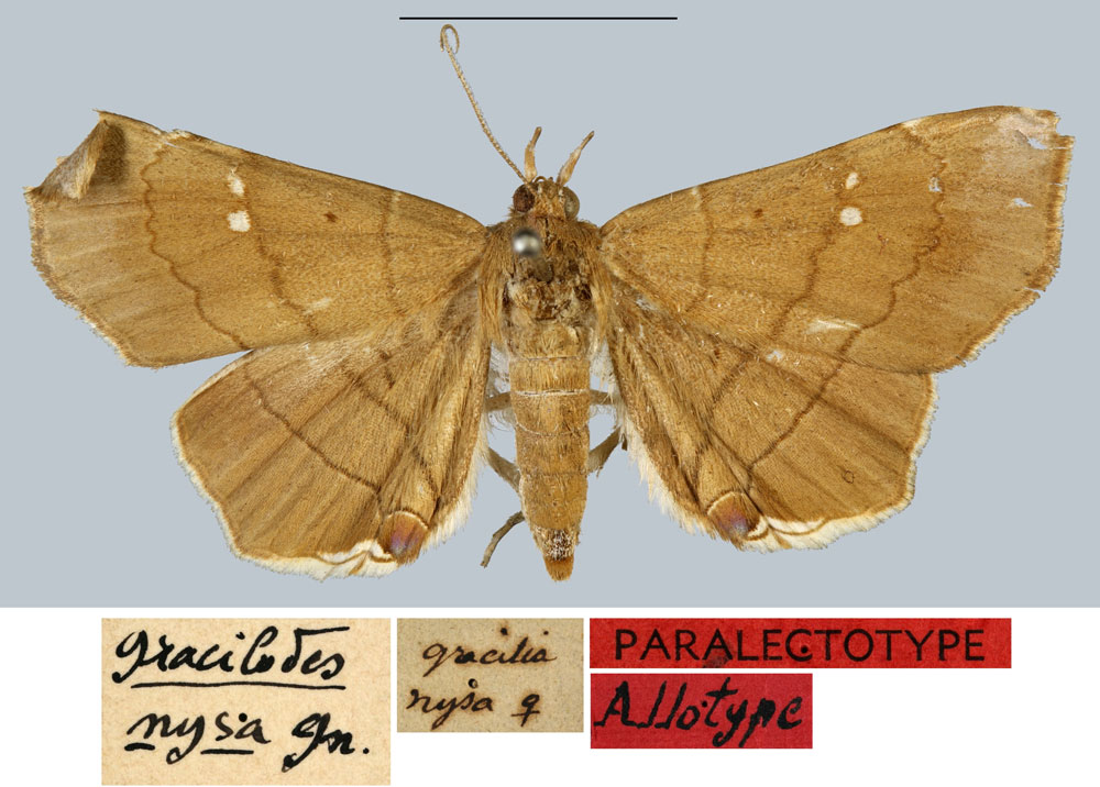 /filer/webapps/moths/media/images/N/nysa_Gracilodes_PLT_MNHN.jpg