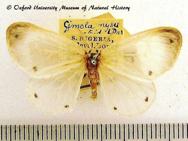 /filer/webapps/moths/media/images/N/nyses_Marblepsis_A_OUMNH_01.jpg