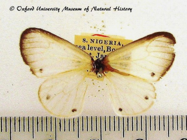 /filer/webapps/moths/media/images/N/nyses_Marblepsis_A_OUMNH_02.jpg