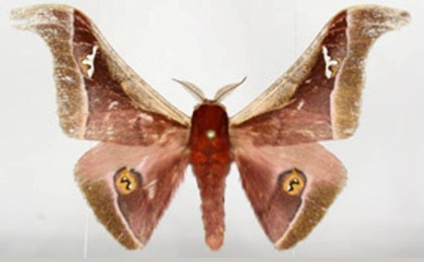 /filer/webapps/moths/media/images/N/nyungwe_Pseudoludia_A_Legrain.jpg