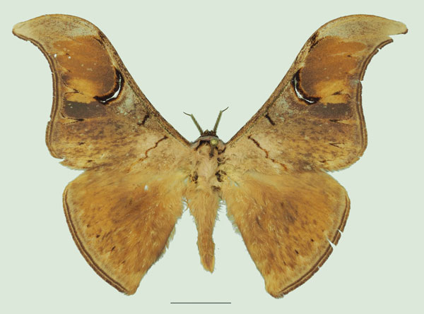 /filer/webapps/moths/media/images/N/nyungwensis_Dogoia_AM_Basquina.jpg