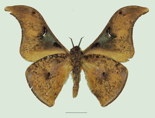 /filer/webapps/moths/media/images/N/nyungwensis_Dogoia_AM_Basquinb.jpg