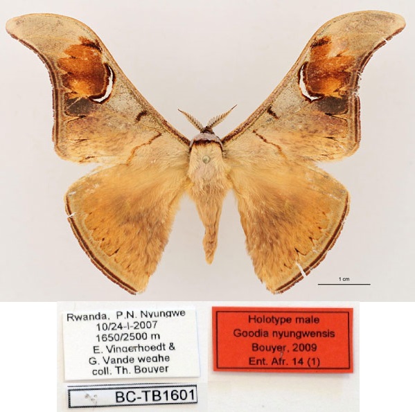 /filer/webapps/moths/media/images/N/nyungwensis_Dogoia_HT_RBINS_01.jpg
