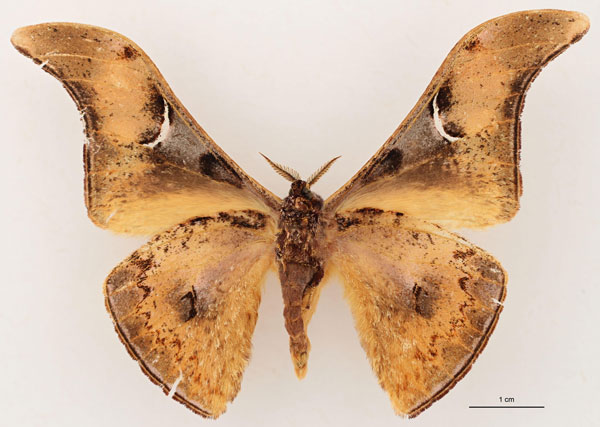 /filer/webapps/moths/media/images/N/nyungwensis_Dogoia_HT_RBINS_02.jpg