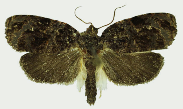 /filer/webapps/moths/media/images/N/nyx_Gnathodracon_HT_Karisch.jpg