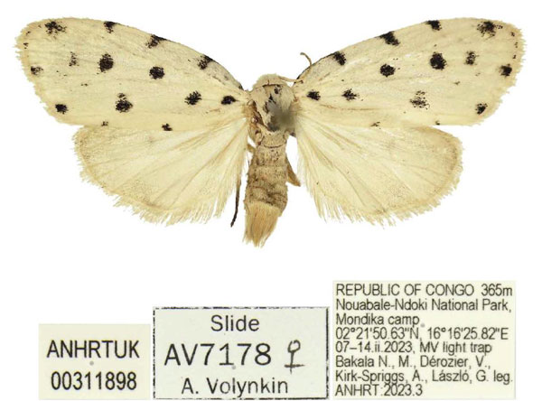 /filer/webapps/moths/media/images/N/nzame_Siccia_PTF_ANHRT.jpg