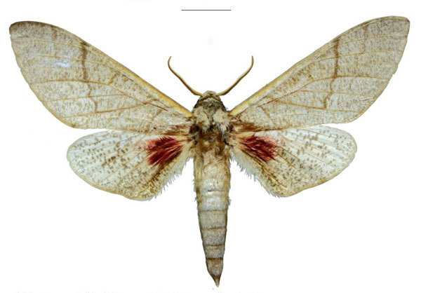 /filer/webapps/moths/media/images/O/oatesorum_Neoclanis_HT_EMEMa.jpg