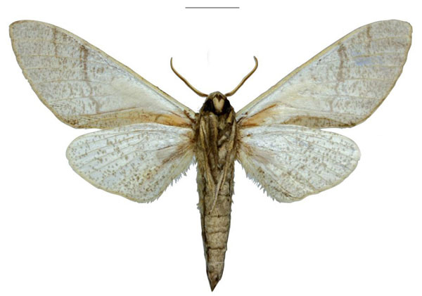 /filer/webapps/moths/media/images/O/oatesorum_Neoclanis_HT_EMEMb.jpg