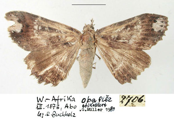 /filer/webapps/moths/media/images/O/oba_Hypogramma_HT_ZMHB.jpg