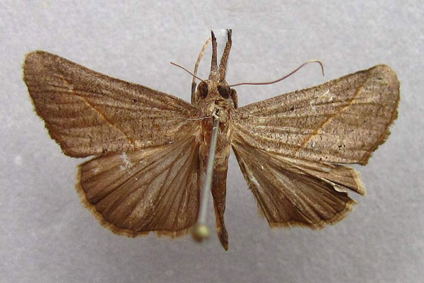/filer/webapps/moths/media/images/O/obacerralis_Hypena_A_Baron.jpg