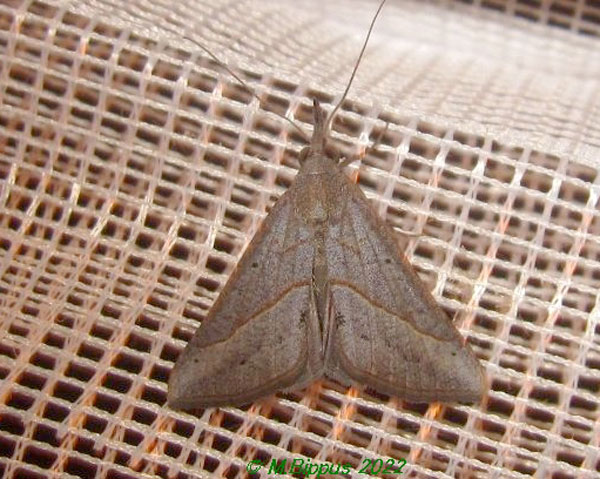 /filer/webapps/moths/media/images/O/obacerralis_Hypena_A_Bippusa.jpg