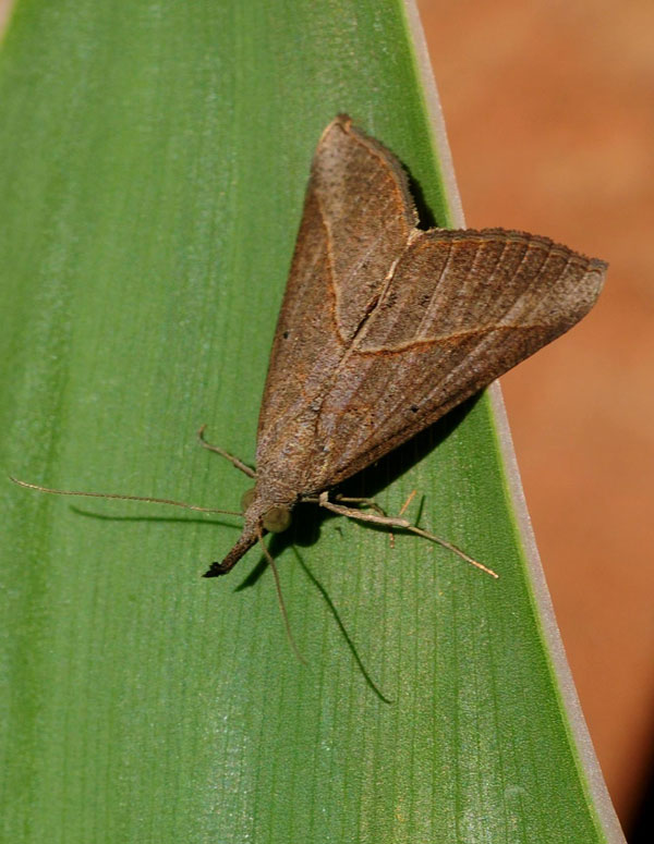 /filer/webapps/moths/media/images/O/obacerralis_Hypena_A_King.jpg