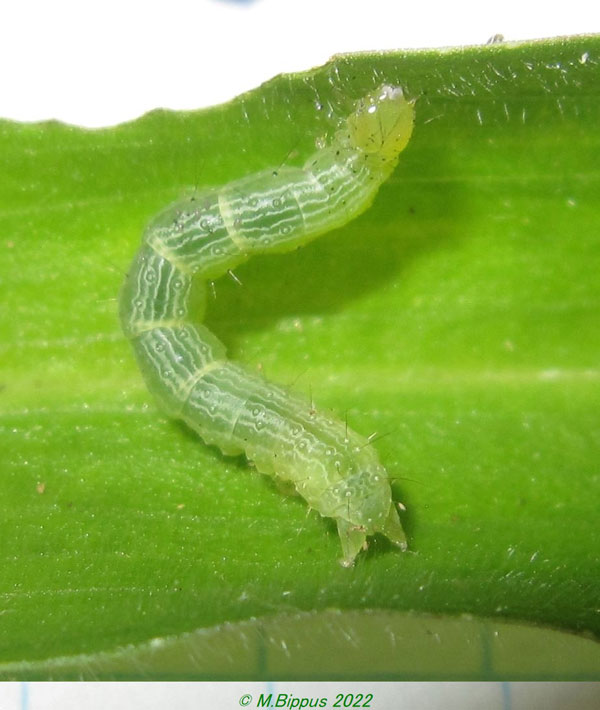 /filer/webapps/moths/media/images/O/obacerralis_Hypena_C_Bippusa.jpg