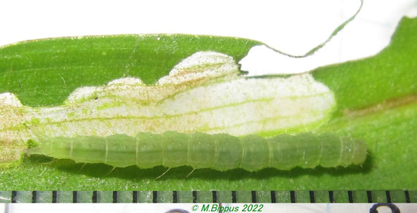 /filer/webapps/moths/media/images/O/obacerralis_Hypena_C_Bippusb.jpg
