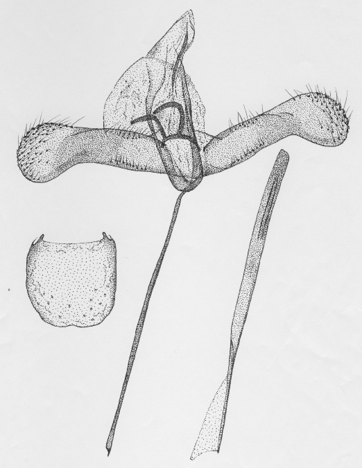 /filer/webapps/moths/media/images/O/obandai_Phyllonorycter_GM_DePrins3664.jpg