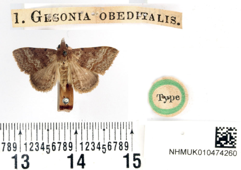 /filer/webapps/moths/media/images/O/obeditalis_Gesonia_HT_BMNH.jpg