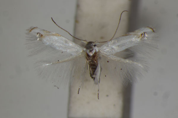 /filer/webapps/moths/media/images/O/obelacma_Leucoptera_A_BMNH_01.jpg