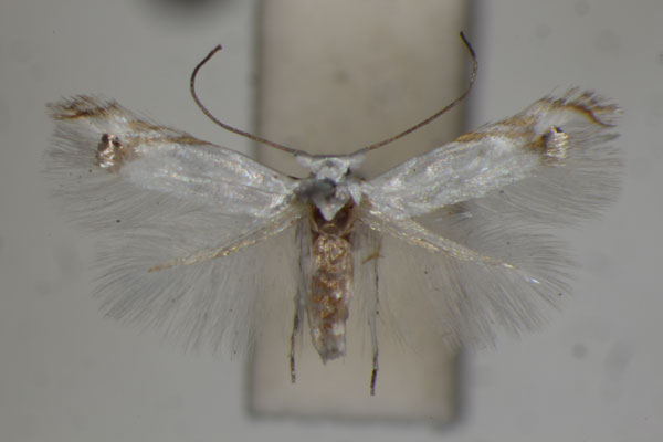 /filer/webapps/moths/media/images/O/obelacma_Leucoptera_A_BMNH_02.jpg
