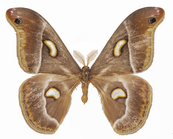 /filer/webapps/moths/media/images/O/oberprieleri_Epiphora_AM_Basquina.jpg