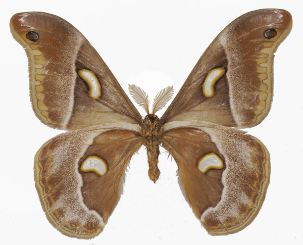 /filer/webapps/moths/media/images/O/oberprieleri_Epiphora_AM_Basquinb.jpg