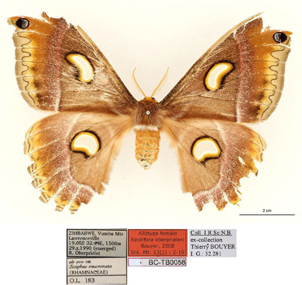 /filer/webapps/moths/media/images/O/oberprieleri_Epiphora_AT_RBINS_01.jpg