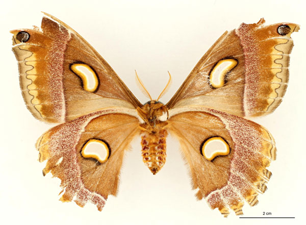 /filer/webapps/moths/media/images/O/oberprieleri_Epiphora_AT_RBINS_02.jpg