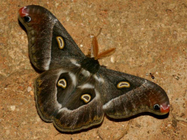 /filer/webapps/moths/media/images/O/oberprieleri_Epiphora_A_Wursten_01.jpg