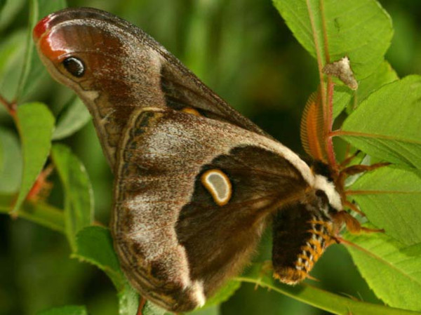 /filer/webapps/moths/media/images/O/oberprieleri_Epiphora_A_Wursten_02.jpg