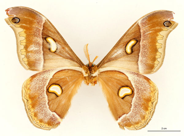 /filer/webapps/moths/media/images/O/oberprieleri_Epiphora_HT_RBINS_02.jpg