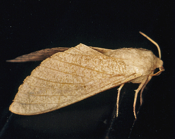 /filer/webapps/moths/media/images/O/oberprieleri_Neoclanis_A_Roland_03.jpg
