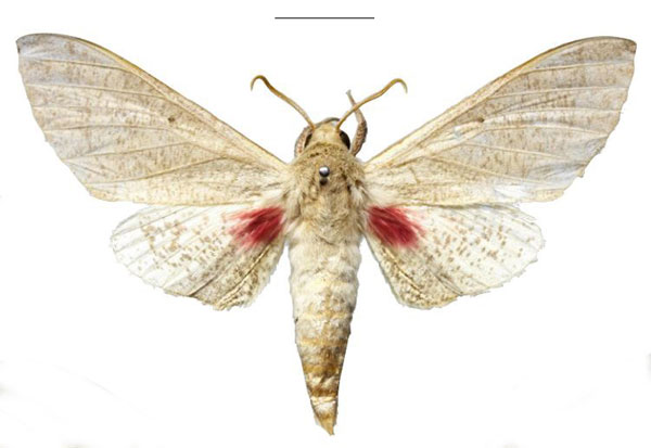 /filer/webapps/moths/media/images/O/oberprieleri_Neoclanis_HT_EMEMa.jpg