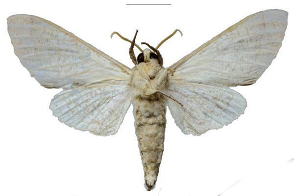 /filer/webapps/moths/media/images/O/oberprieleri_Neoclanis_HT_EMEMb.jpg